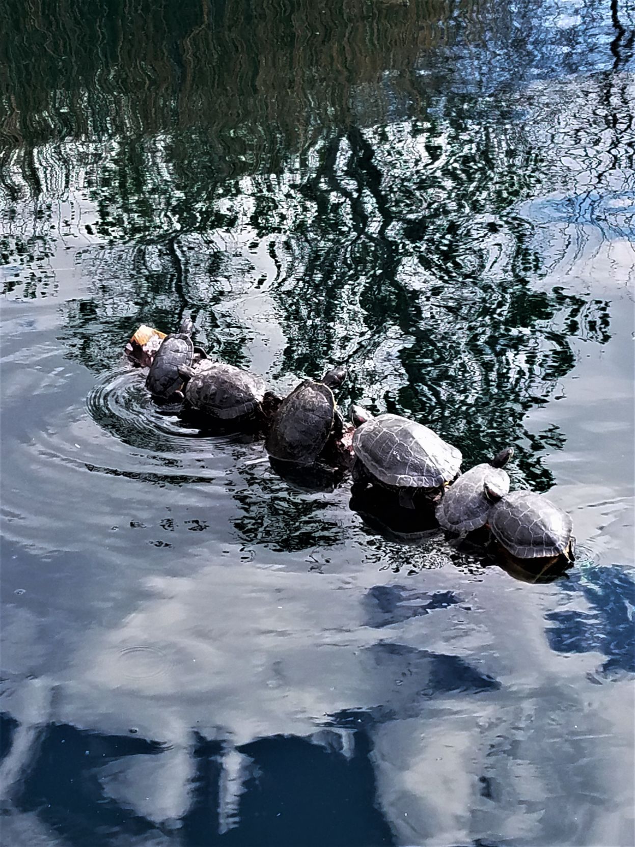Turtle Row